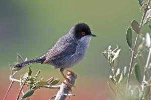 Foto: Curruca cabecinegra