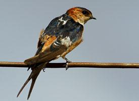 Foto: Golondrina dáurica
