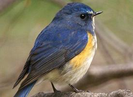 Foto: Ruiseñor coliazul