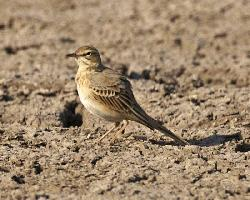 Foto: Bisbita campestre