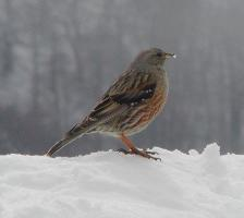 Foto: Acentor alpino