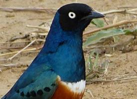 Foto: Estornino soberbio