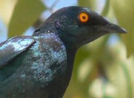Foto: Estornino de el cabo