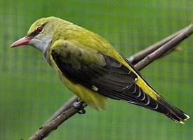 Foto: Oropéndola europea