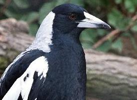 Foto: Verdugo flautista