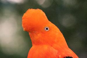 Foto: Gallito de las rocas peruano