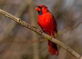 Foto: Cardenal norteño