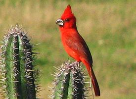 Foto: Cardenal coriano
