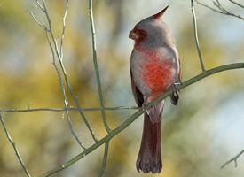 Foto: Cardenal pardo