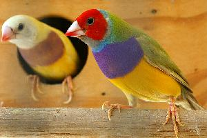 Foto: Diamante de gould