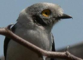 Foto: Prionopo crestiblanco