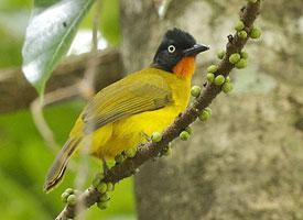 Foto: Bulbul carinegro