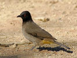 Foto: Bulbul encapuchado