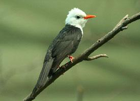Foto: Bulbul negro