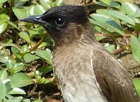 Foto: Bulbul naranjero