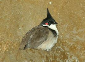 Foto: Bulbul orfeo