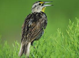 Foto: Turpial oriental