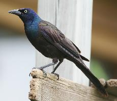 Foto: Zanate común