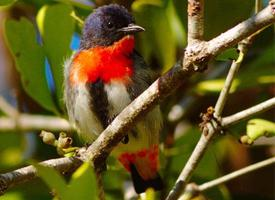 Foto: Picaflores golondrina