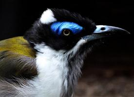 Foto: Mielero cariazul