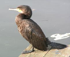 Foto: Cormorán grande