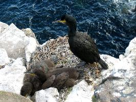 Foto: Cormorán moñudo