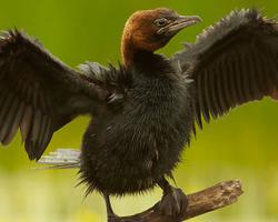 Foto: Cormorán pigmeo