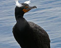 Foto: Cormorán orejudo