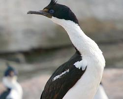 Foto: Cormorán imperial