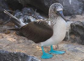 Foto: Pájaro bobo de patas azules