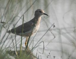 Foto: Avefría coliblanca