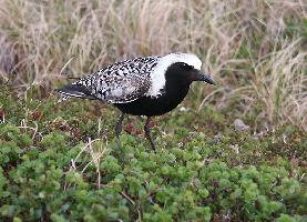 Foto: Chorlito gris