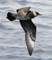 Foto: Págalo pomarino