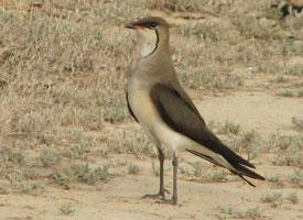 Foto: Canastera alinegra