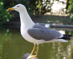 Foto: Gaviota patiamarilla