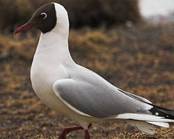 Foto: Gaviota reidora
