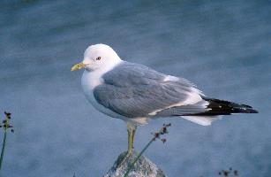 Foto: Gaviota cana