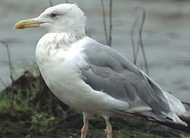 Foto: Gaviota del caspio