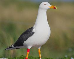 Foto: Gaviota sombría