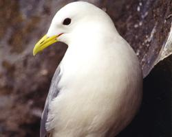 Foto: Gaviota tridáctila