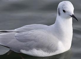 Foto: Gaviota de bonaparte
