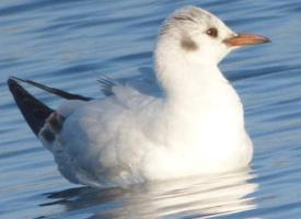 Foto: Gaviota enana