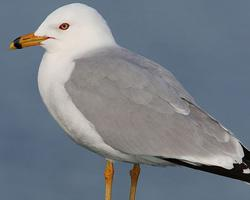 Foto: Gaviota de delaware