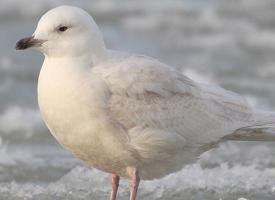 Foto: Gaviota groenlandesa