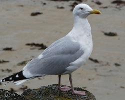 Foto: Gaviota argéntea