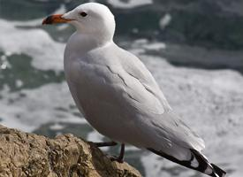 Foto: Gaviota de audouin