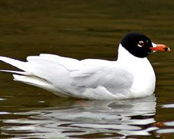 Foto: Gaviota cabecinegra