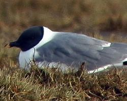 Foto: Gaviota de sabine