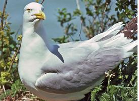 Foto: Gaviota argéntea americana