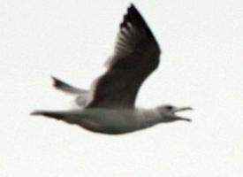 Foto: Gaviota armenia